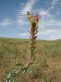 Scutellaria kurssanovii