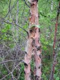 Betula tianschanica