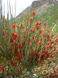 Ephedra equisetina