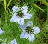 Nigella damascena. Цветки и листья. Краснодарский край, Анапский муниципалитет, г. Анапа, р-н Горгиппия, разнотравный газон у жилого дома. 30.05.2021.