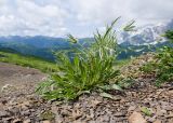 Lomelosia caucasica. Зацветающее растение. Адыгея, Кавказский биосферный заповедник, гора Гузерипль, ≈ 2150 м н.у.м., склон из ожелезнённого слабокарбонатного песчаника с обломками сидерита. 28.06.2023.