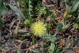 Centaurea rhizanthoides