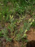 Oxytropis pilosa