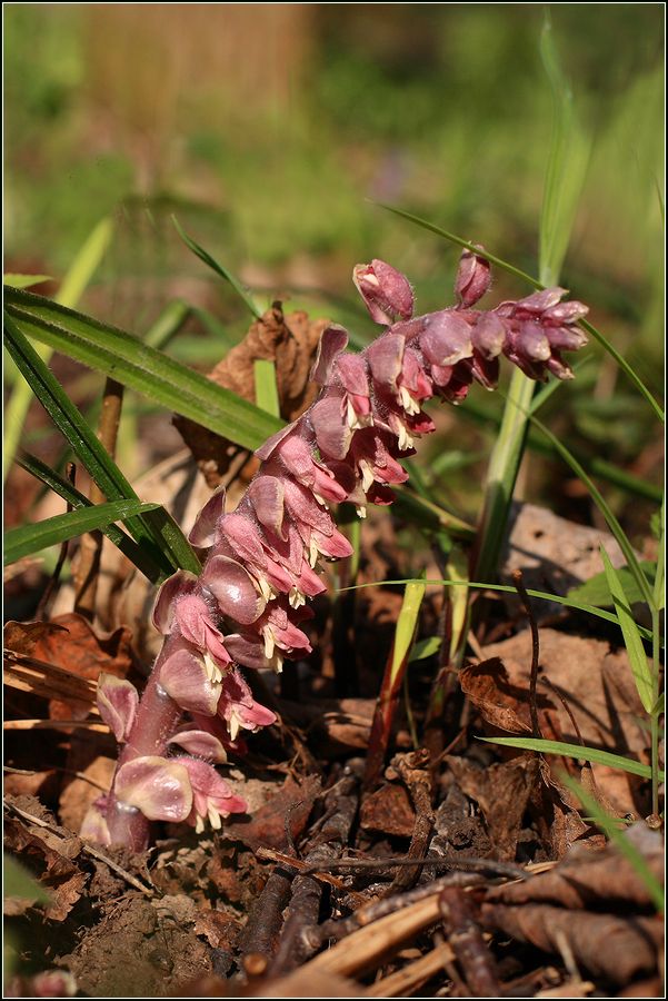 Изображение особи Lathraea squamaria.