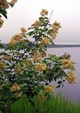 Sambucus williamsii. Ветви с соцветиями. Приморский край, Хасанский р-н, окр. оз. Лотос. 02.06.2007.