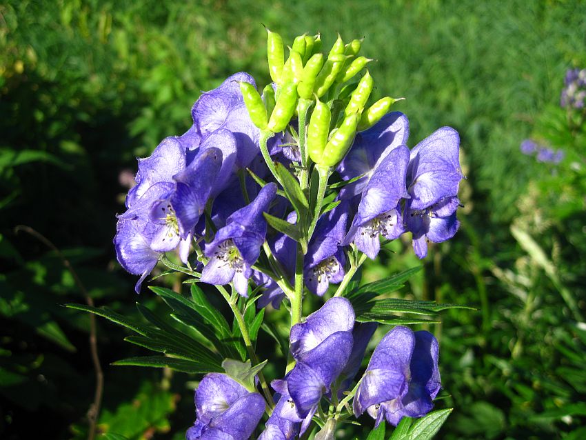 Изображение особи Aconitum maximum.