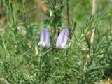 Astragalus arenarius