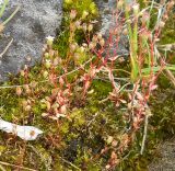 Saxifraga tridactylites