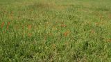 Papaver stevenianum. Аспект цветущих растений. Ростовская обл., Неклиновский р-н, Николаевское с/п, балка. 07.05.2013.