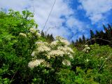 Spiraea chamaedryfolia