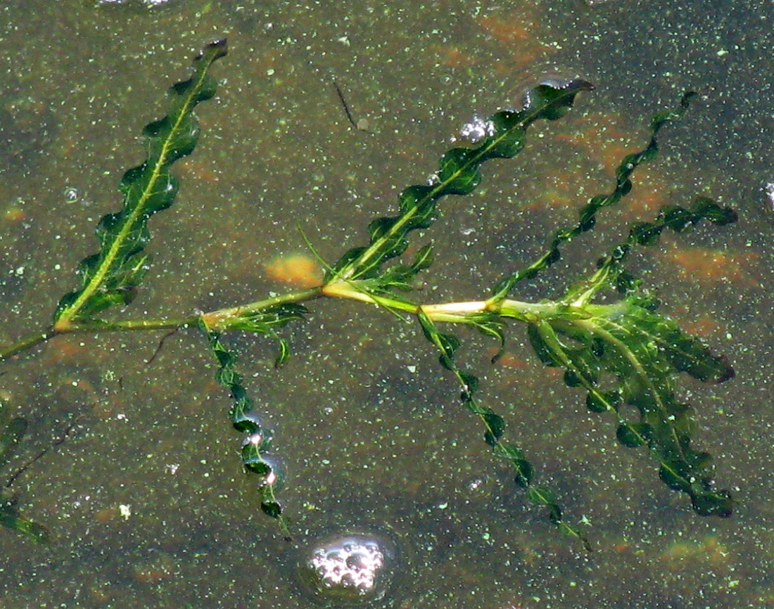 Изображение особи Potamogeton crispus.