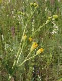 Senecio borysthenicus. Верхушка растения с нераспустившимися соцветиями. Украина, Запорожская обл., Запорожский р-н, в балке возле Кушугумского кладбища. 09.06.2013.