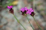 Dianthus capitatus