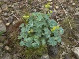 Alchemilla caucasica