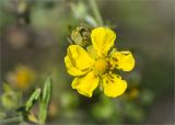 Potentilla argentea. Цветок. Ленинградская обл., Ломоносовский р-н, окр. дер. Низино, обочина дороги. 06.07.2014.