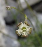 Silene parnassica ssp. dionysii