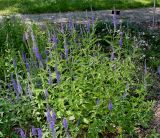 Veronica longifolia