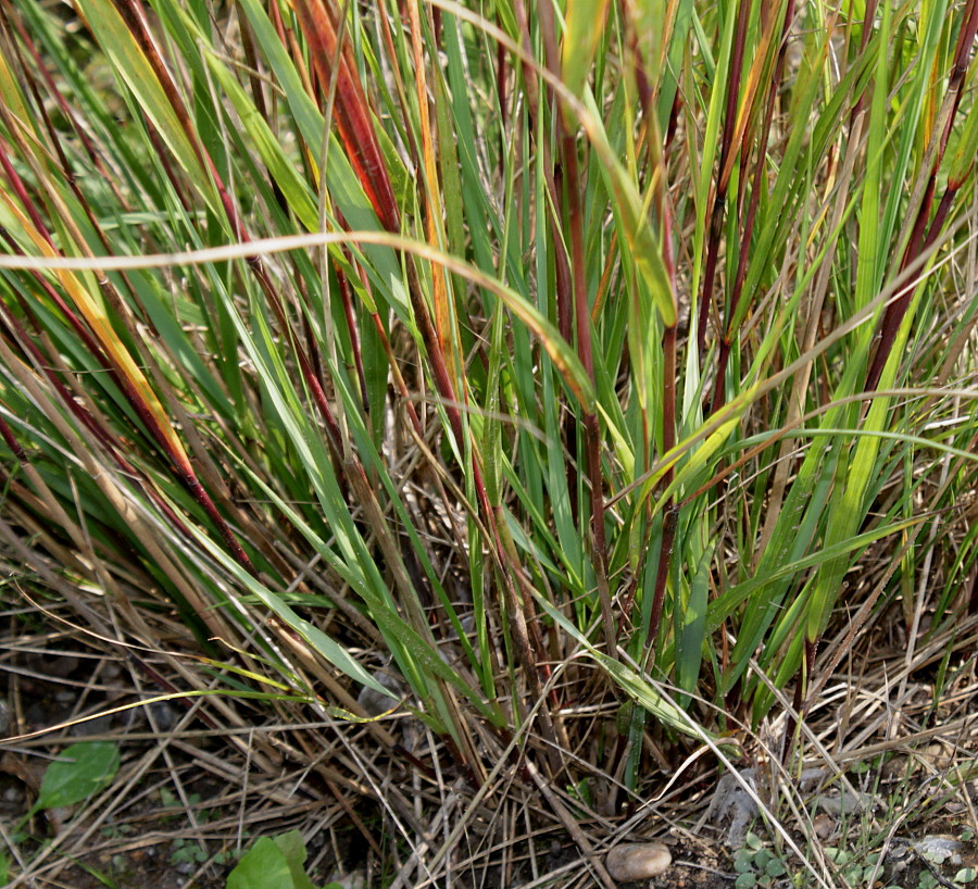 Изображение особи Achnatherum calamagrostis.