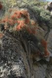 Ephedra equisetina. \"Плодоносящее\" растение на скале. Тянь-Шань, Каракастекское ущ. 2100м н.у.м.