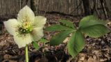 Helleborus caucasicus. Цветок и лист. Краснодарский край, м/о г. Новороссийск, гора Рябкова, дубово-грабовый лес. 15.02.2015.