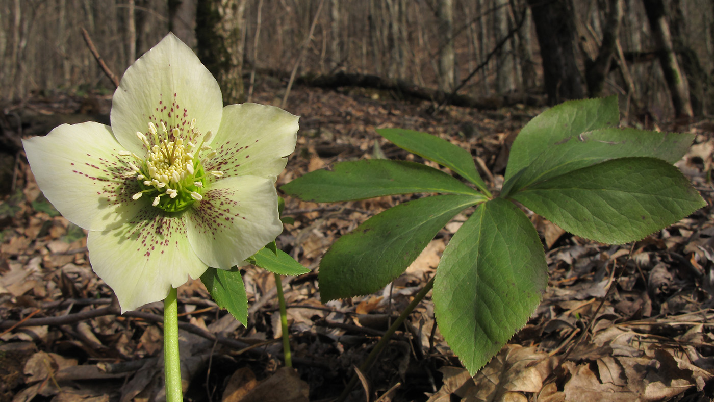 Изображение особи Helleborus caucasicus.