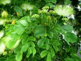 Albizia lebbeck