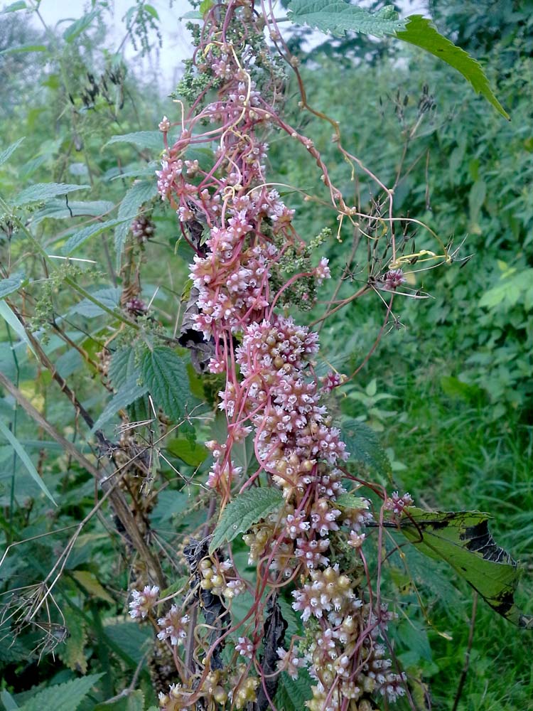 Изображение особи Cuscuta europaea.