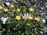 Potentilla orientalis