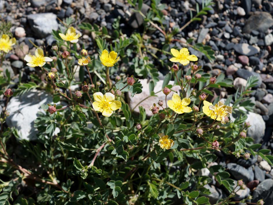 Изображение особи Potentilla orientalis.