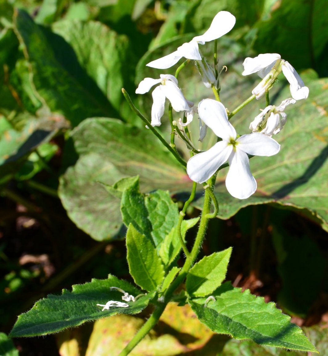 Изображение особи Hesperis voronovii.