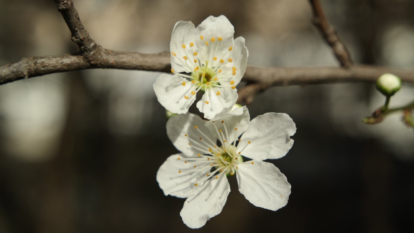 Изображение особи Prunus cerasifera.