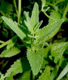 Nepeta parviflora