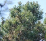 Pinus gerardiana. Часть кроны дерева с молодыми и зрелыми шишками. Южный берег Крыма, Никитский ботанический сад, в культуре. 22 июня 2016 г.