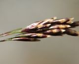 Deschampsia altaica