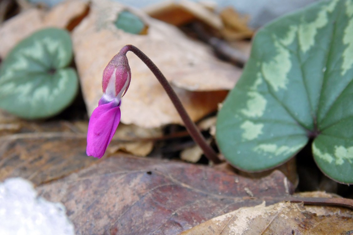 Изображение особи Cyclamen coum.