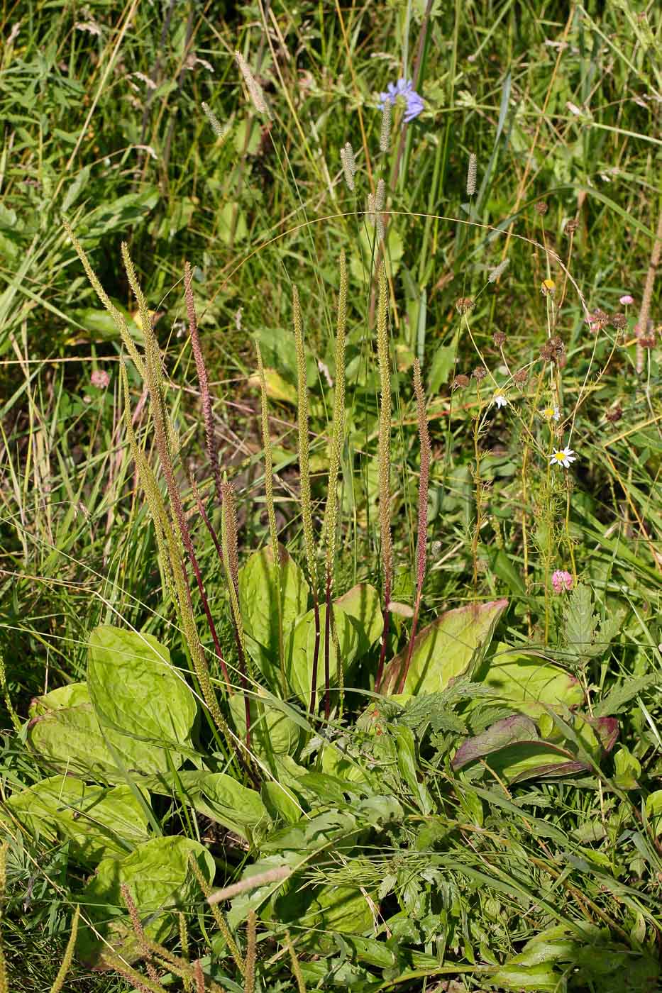 Изображение особи Plantago major.