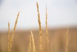 Agropyron fragile. Соплодия. Казахстан, Кызылординская обл., территория космодрома \"Байконур\", сообщество дерновинных злаков на месте бывшего пожарища (возрастом 3 года). 02.08.2017.