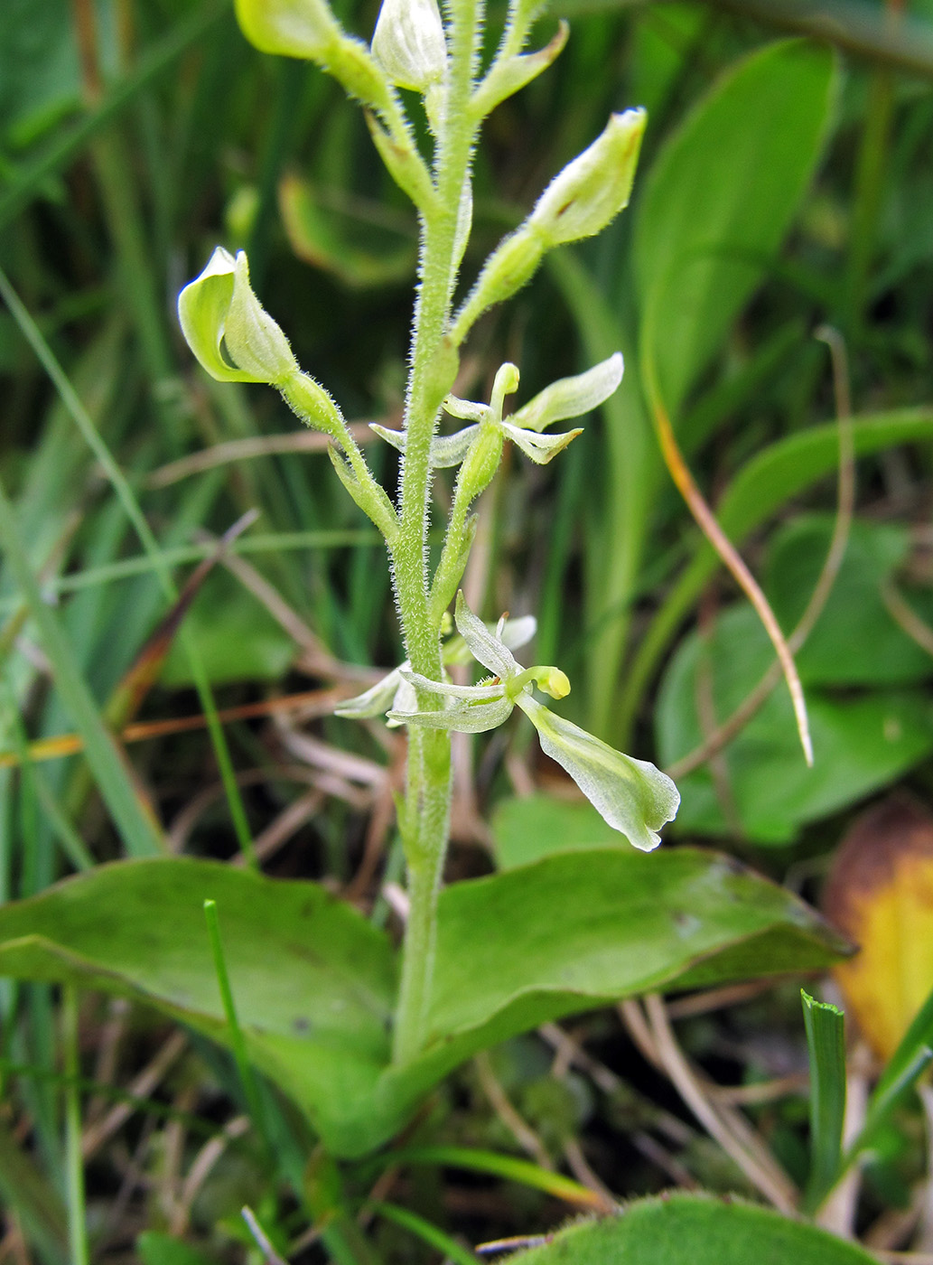 Изображение особи Listera convallarioides.