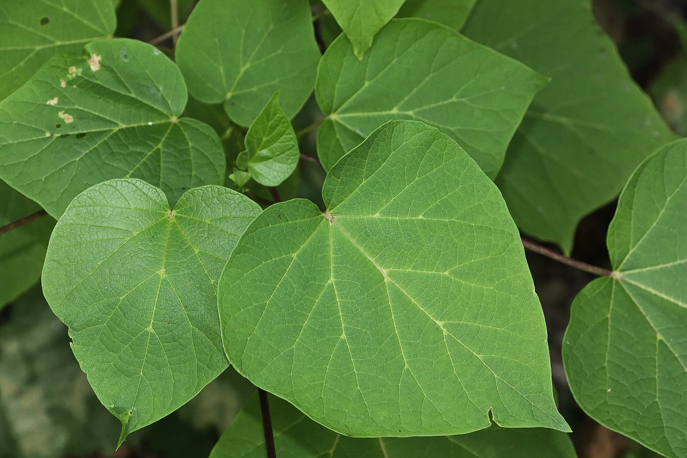 Изображение особи Paulownia tomentosa.