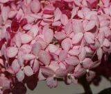 Hydrangea arborescens