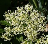 Cardaria draba