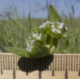 Valerianella turgida. Соцветия и листья. Краснодарский край, Темрюкский р-н, гора Дубовый Рынок, глинистый склон. 14.04.2018.