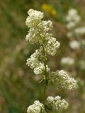 Galium album