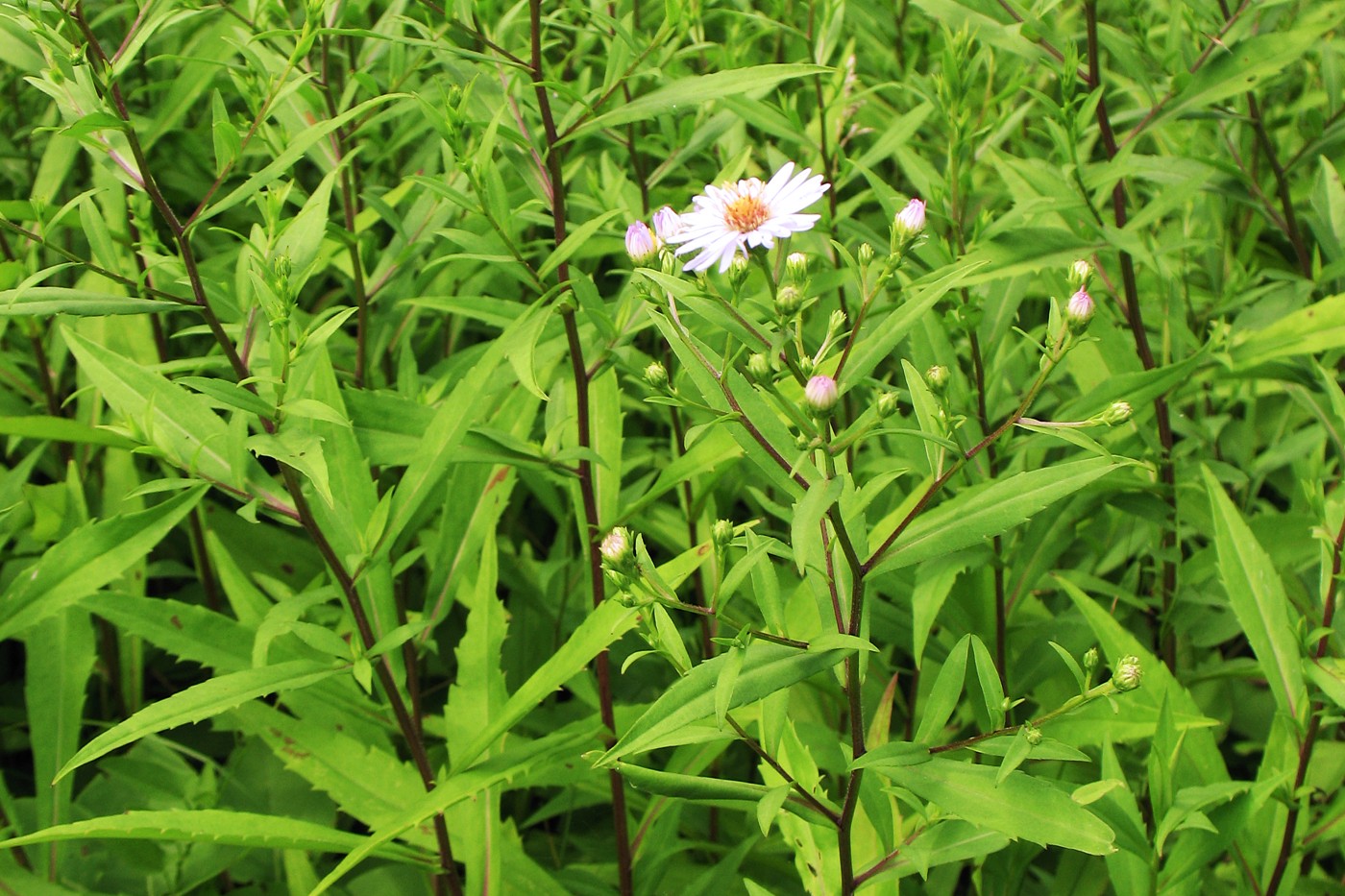 Изображение особи Symphyotrichum &times; salignum.