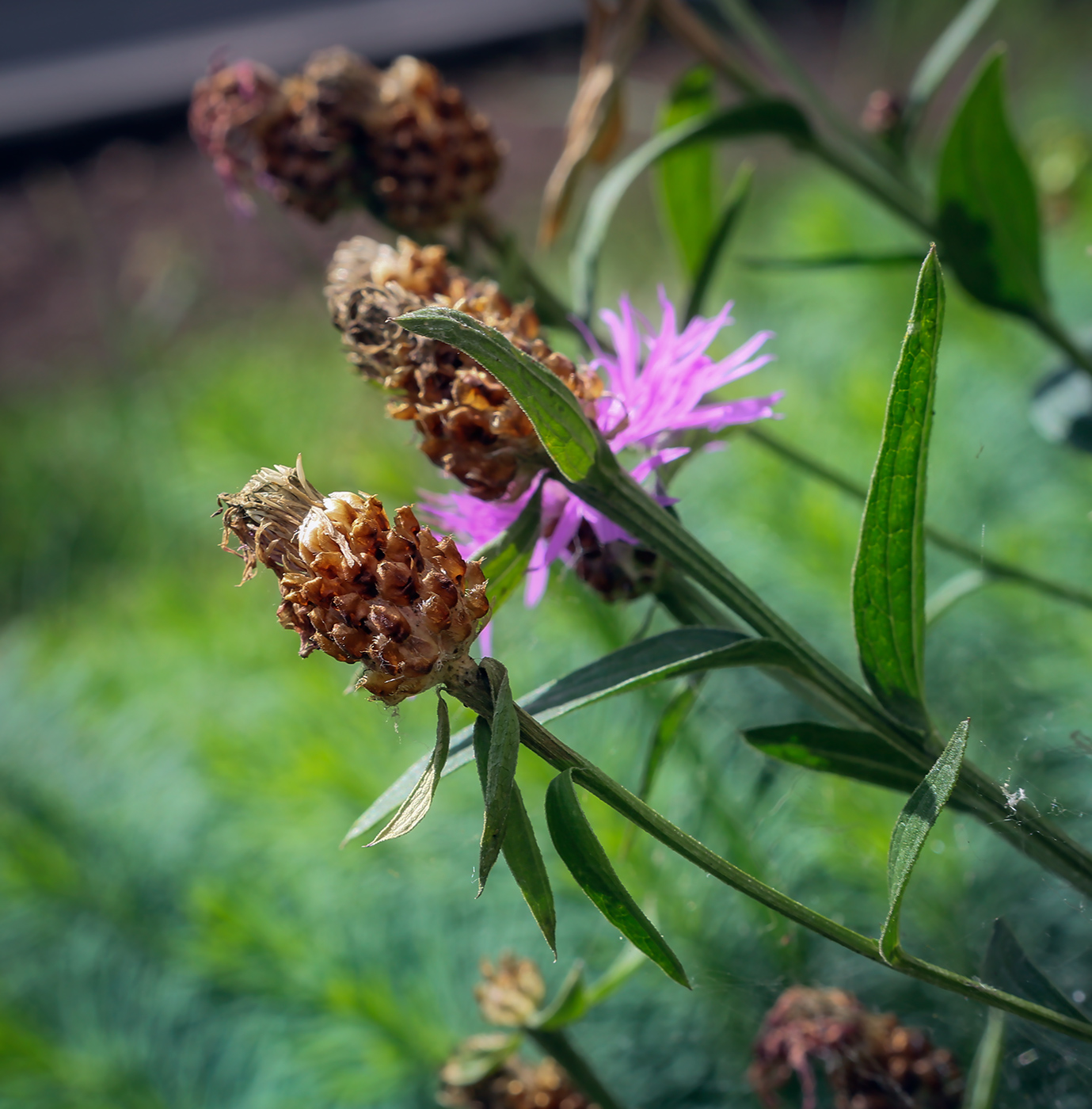 Изображение особи Centaurea jacea.