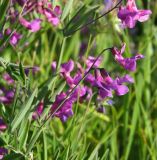 Lathyrus pilosus. Соцветие и листья. Магаданская обл., окр. г. Магадан, мыс Островной, терраса над морем, разнотравная поляна. 21.07.2018.