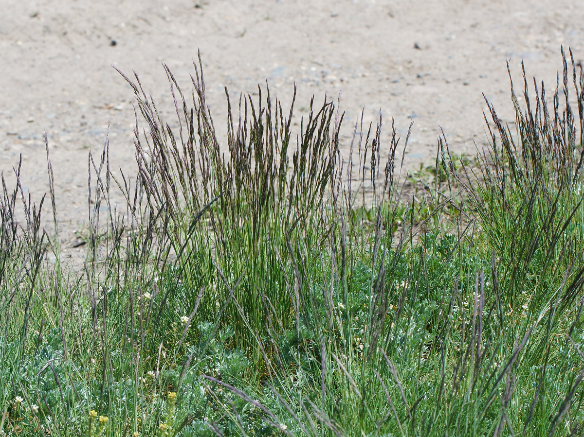 Изображение особи Festuca valesiaca.