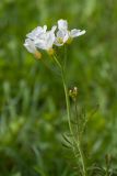 Cardamine pratensis