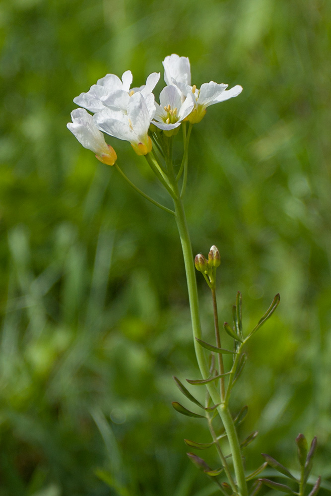 Изображение особи Cardamine pratensis.