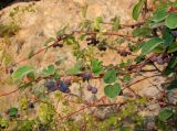 Cotoneaster melanocarpus. Ветвь с плодами. Башкортостан, Бурзянский р-н, скала. 12.08.2010.